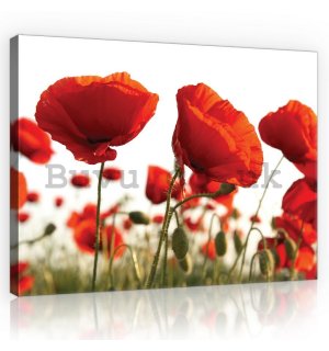 Painting on canvas: Poppy Poppies - 75x100 cm