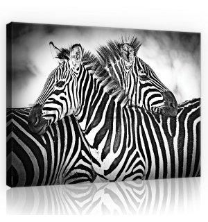 Painting on canvas: Zebra (1) - 75x100 cm