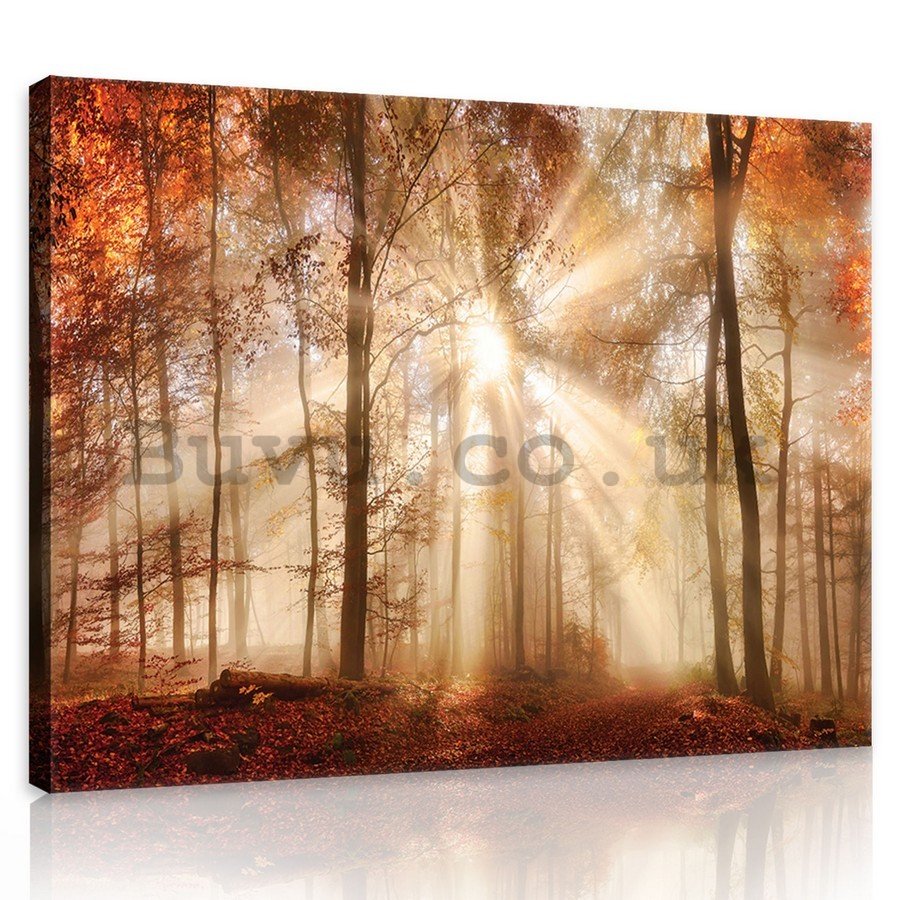 Painting on canvas: Forest dawn - 75x100 cm