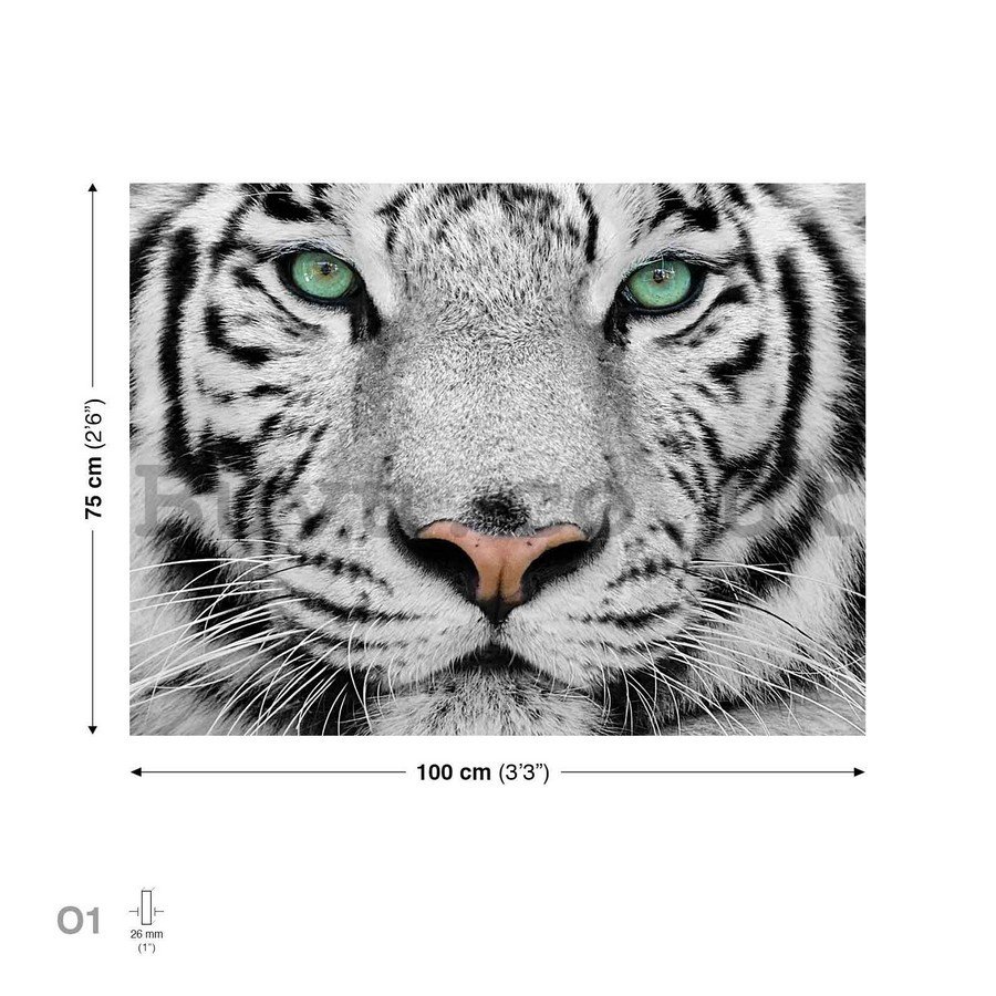 Painting on canvas: White Tiger - 75x100 cm