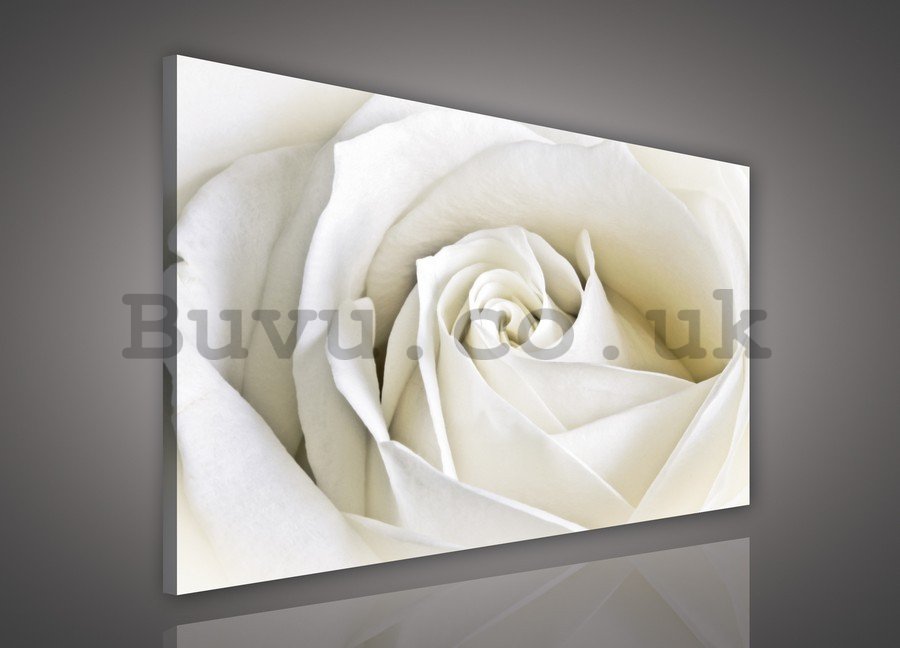 Painting on canvas: White Rose (2) - 75x100 cm