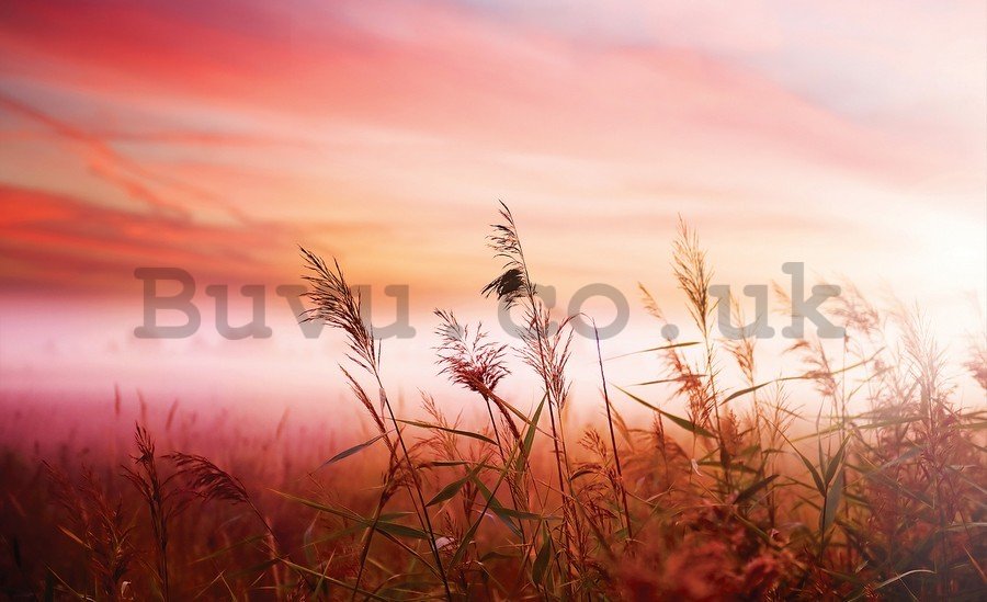Painting on canvas: Meadow (sunset) - 75x100 cm