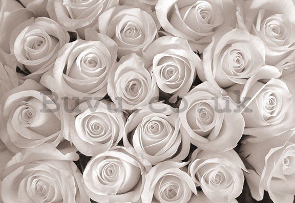 Painting on canvas: White rose - 75x100 cm