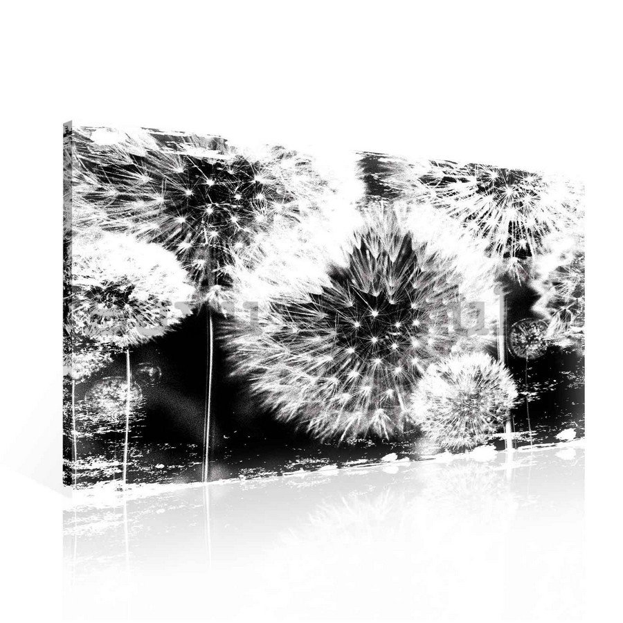 Painting on canvas: Dandelions (black and white) - 75x100 cm