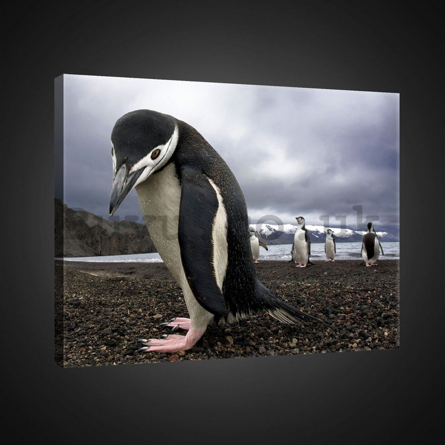 Painting on canvas: Penguins (2) - 75x100 cm