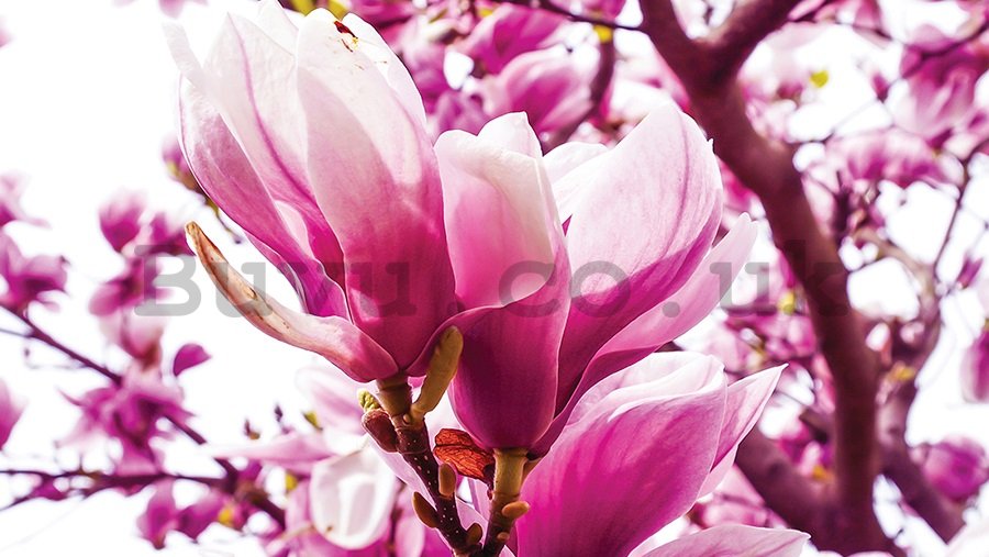 Painting on canvas: Pink Magnolia - 75x100 cm