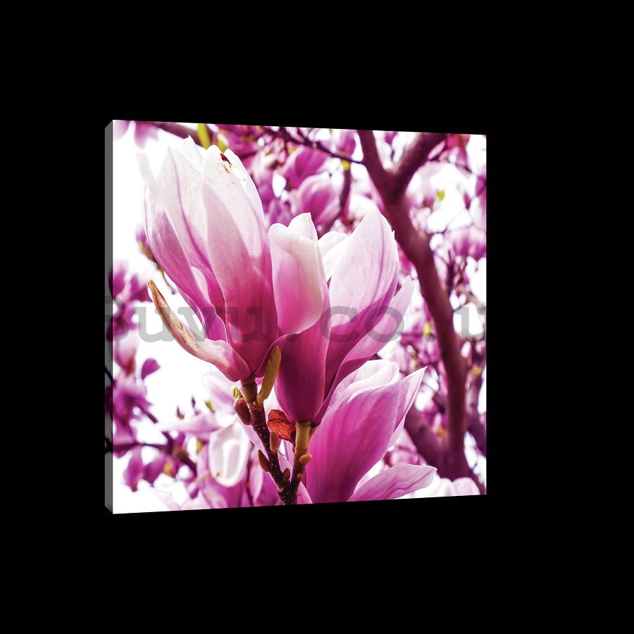 Painting on canvas: Pink Magnolia - 75x100 cm