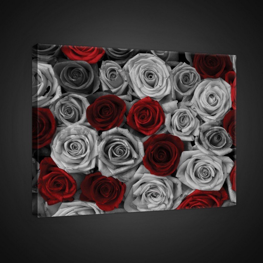 Painting on canvas: White and red roses (1) - 75x100 cm