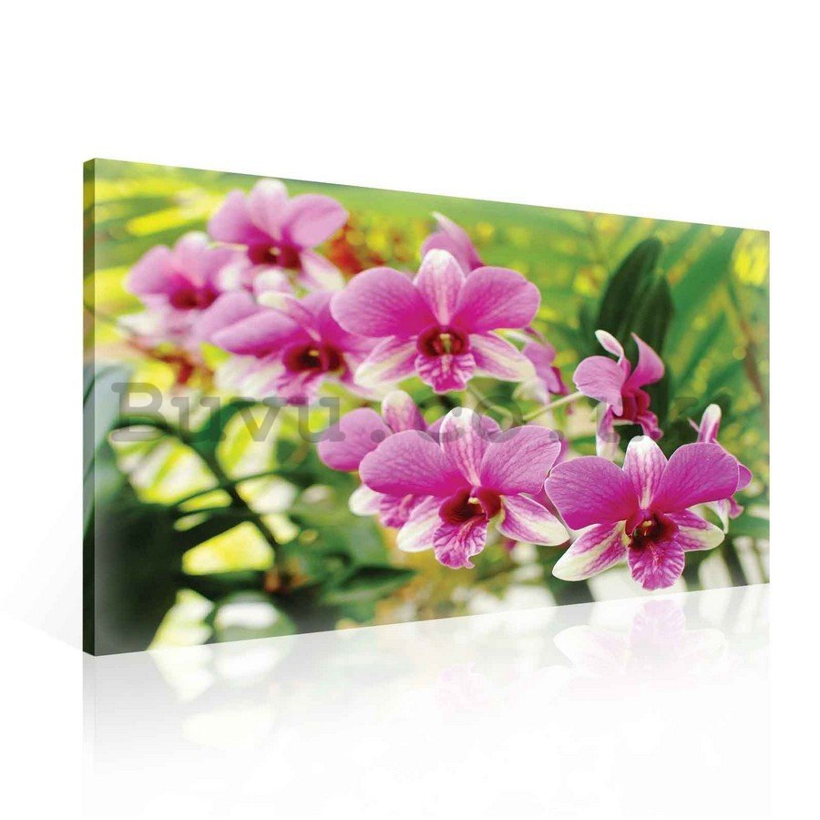 Painting on canvas: Orchid Picture (3) - 75x100 cm