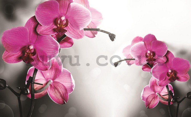 Painting on canvas: Orchid on gray background - 75x100 cm
