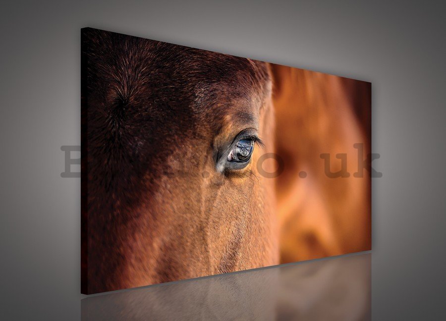 Painting on canvas: Horse (2) - 75x100 cm