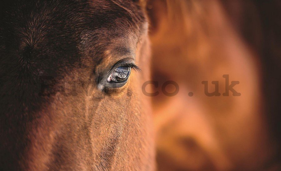 Painting on canvas: Horse (2) - 75x100 cm
