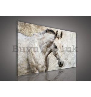 Painting on canvas: Horse - 75x100 cm