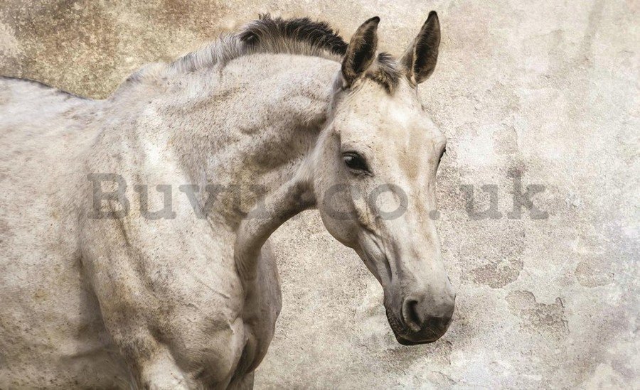 Painting on canvas: Horse - 75x100 cm