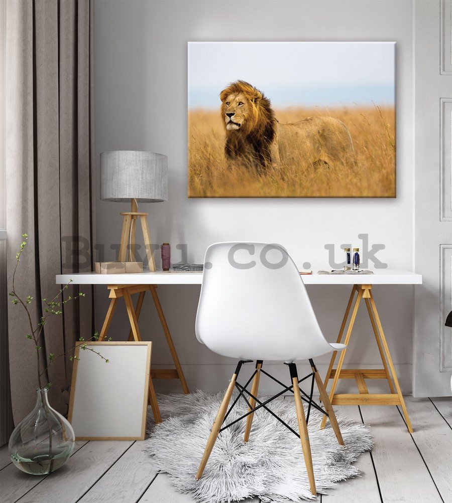 Painting on canvas: The Lion (4) - 75x100 cm
