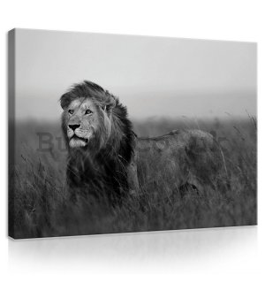 Painting on canvas: The Lion (black and white) - 75x100 cm
