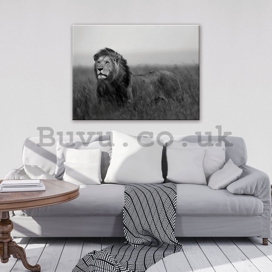 Painting on canvas: The Lion (black and white) - 75x100 cm