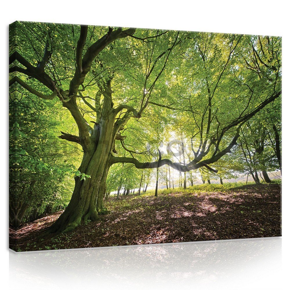 Painting on canvas: Sun in the Forest (5) - 75x100 cm