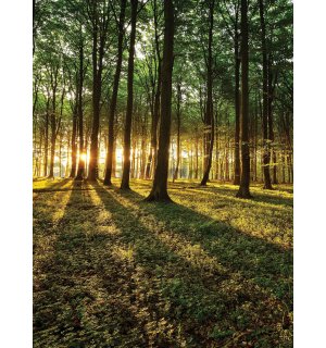 Wall mural: Forest sunset - 184x254 cm