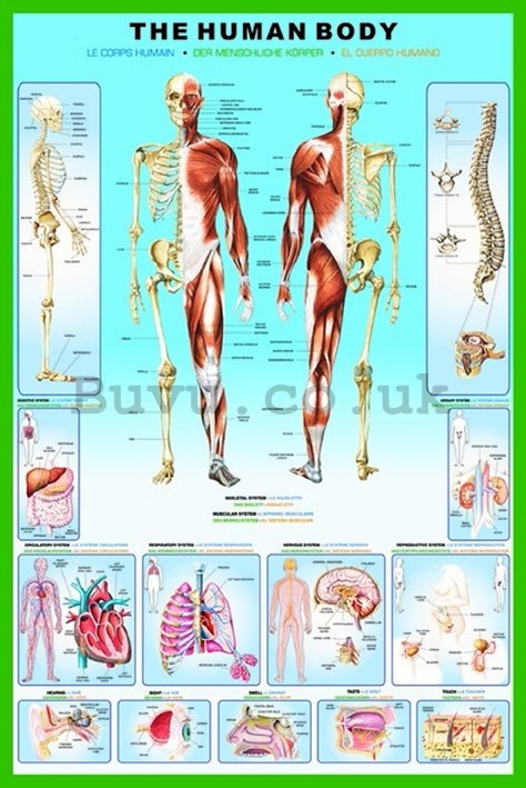 Poster - Human Body