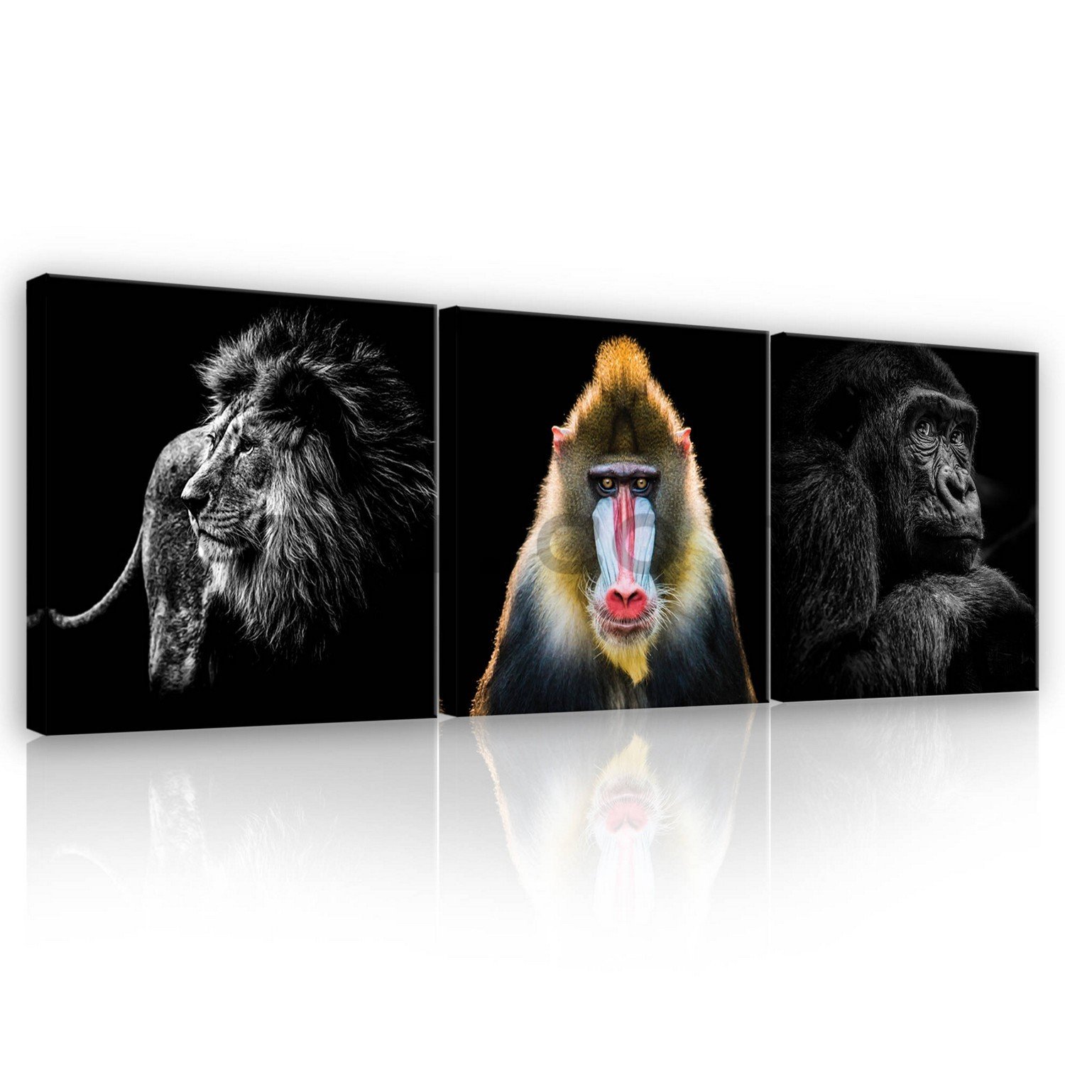 Painting on canvas: Lion, Mandrill a Gorilla - set 3pcs 25x25cm