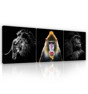 Painting on canvas: Lion, Mandrill a Gorilla - set 3pcs 25x25cm