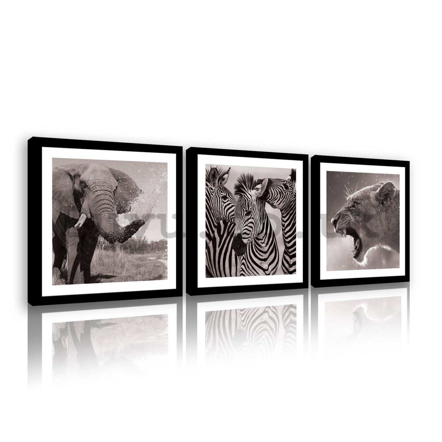 Painting on canvas: Elephant, Zebras and Lioness - set 3pcs 25x25cm