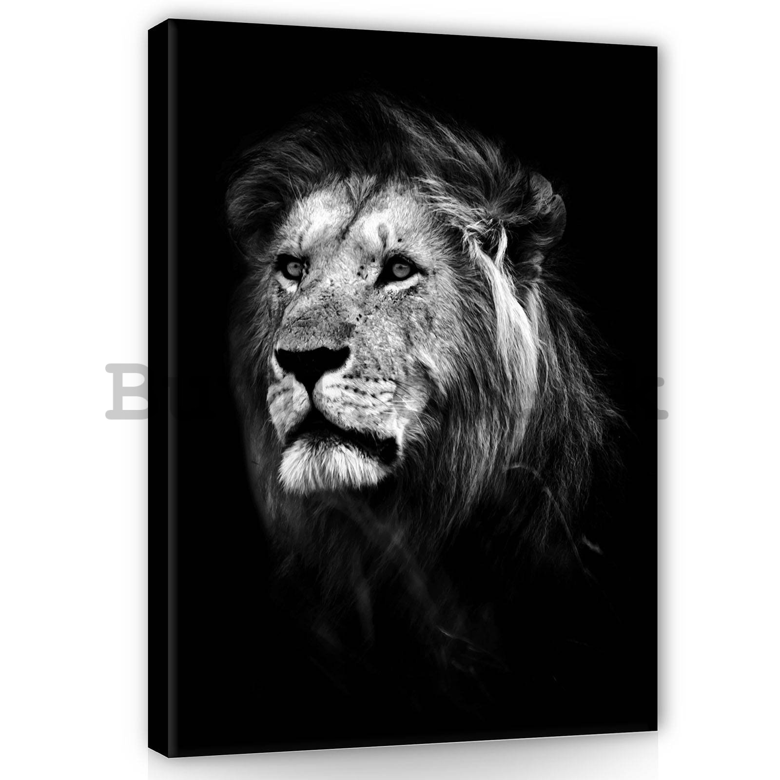 Painting on canvas: The Lion (5) - 60x80 cm