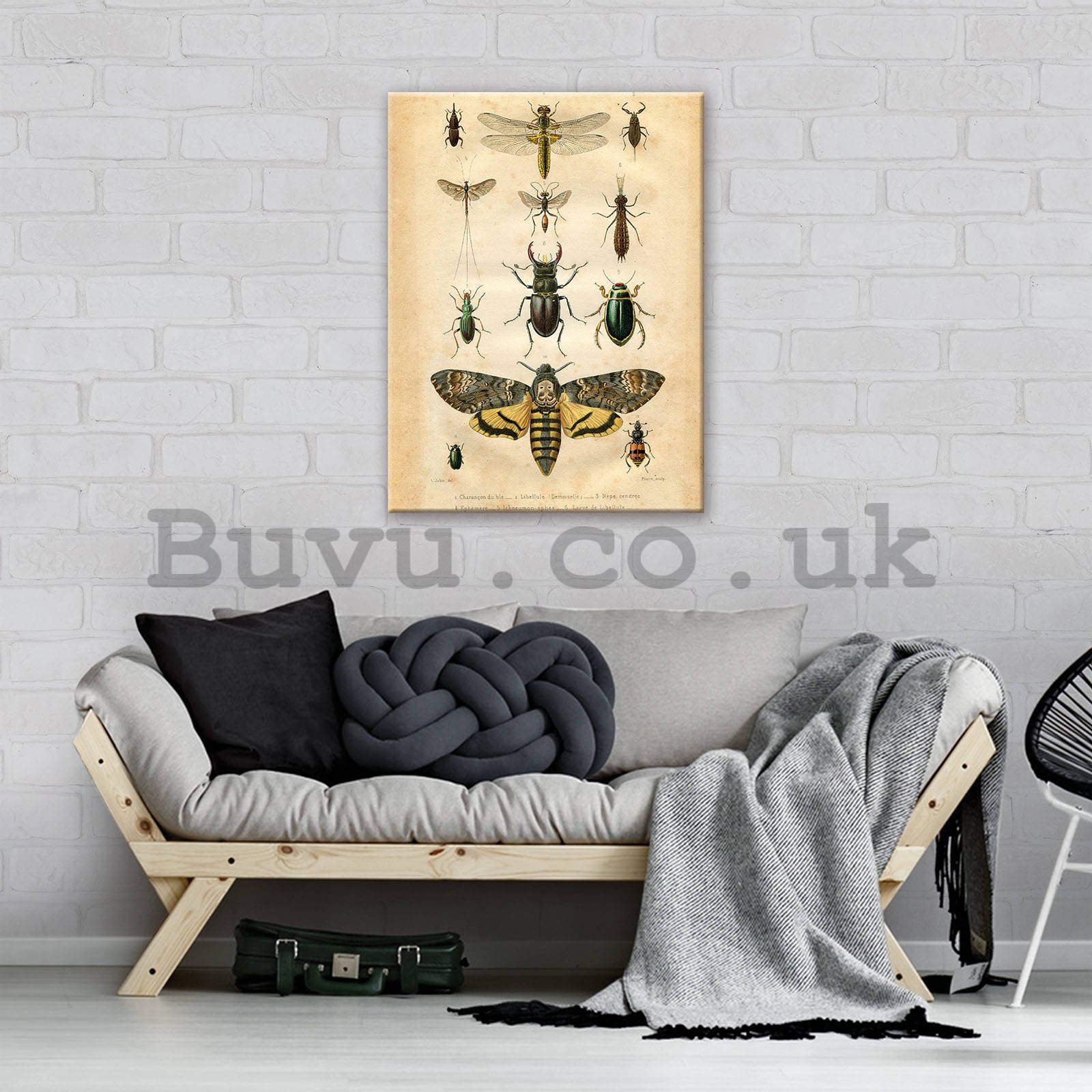 Painting on canvas: Collection of beetles - 60x80 cm