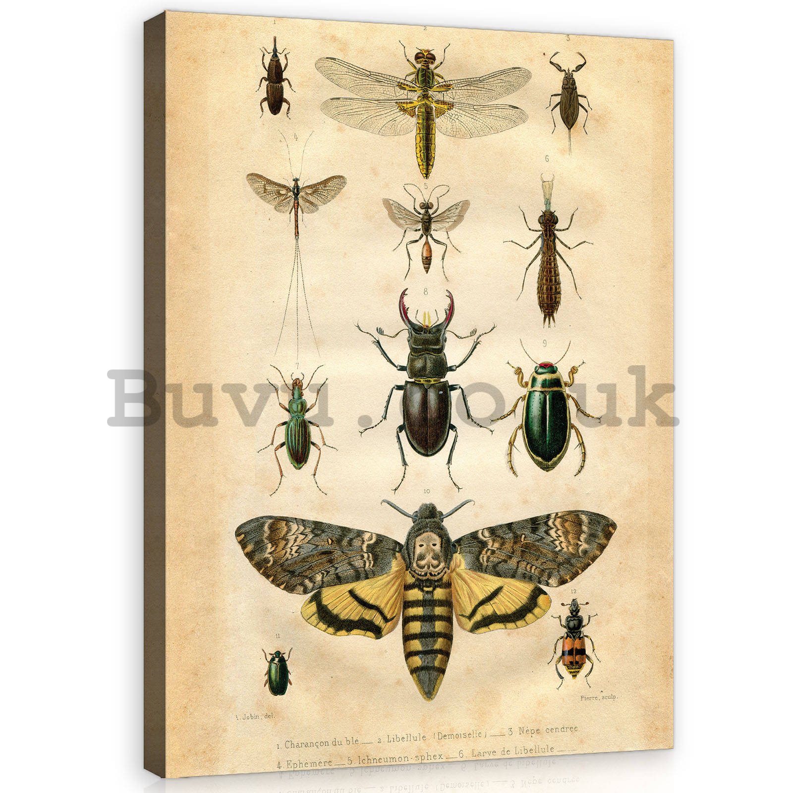 Painting on canvas: Collection of beetles - 60x80 cm