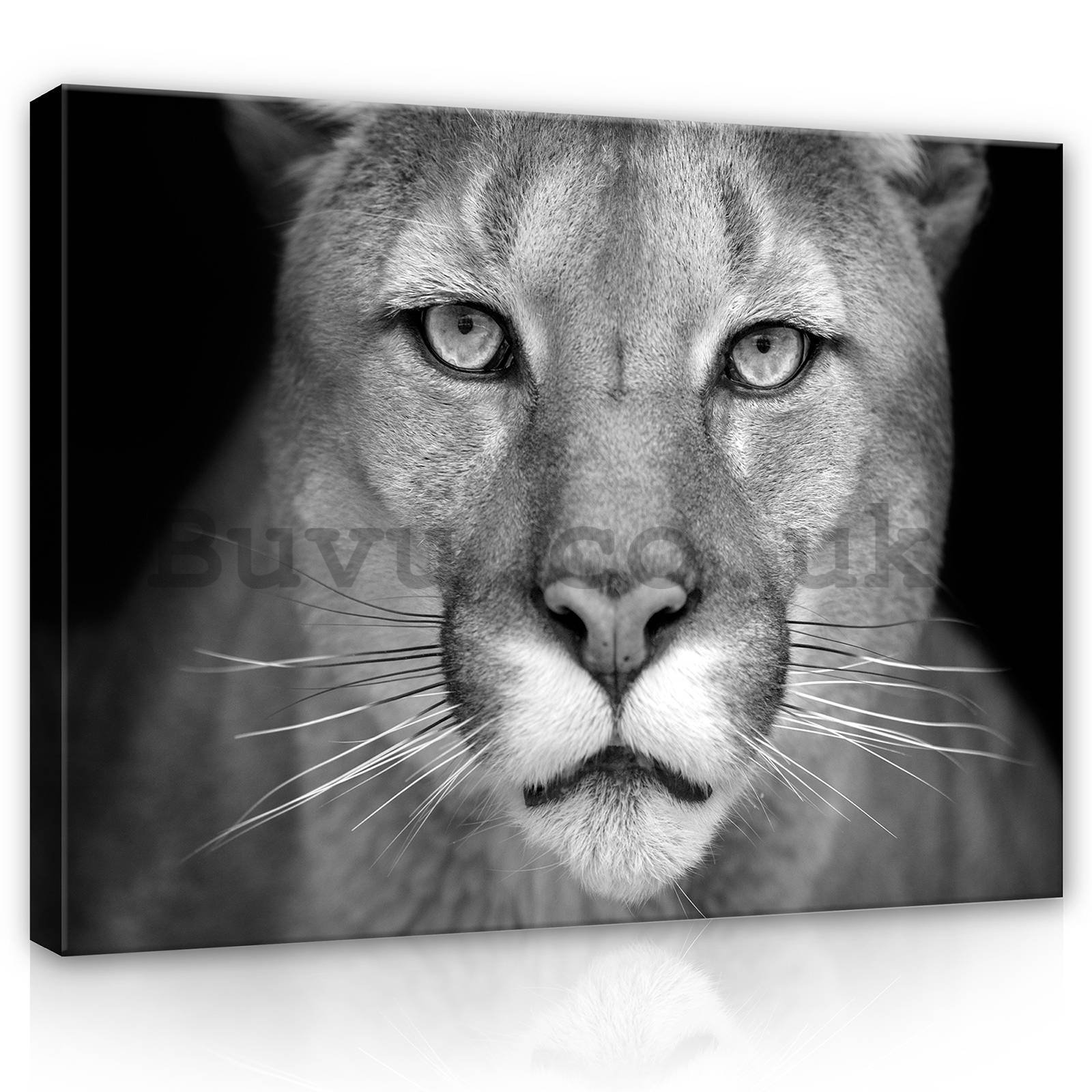 Painting on canvas: Lioness (black and white) - 80x60 cm