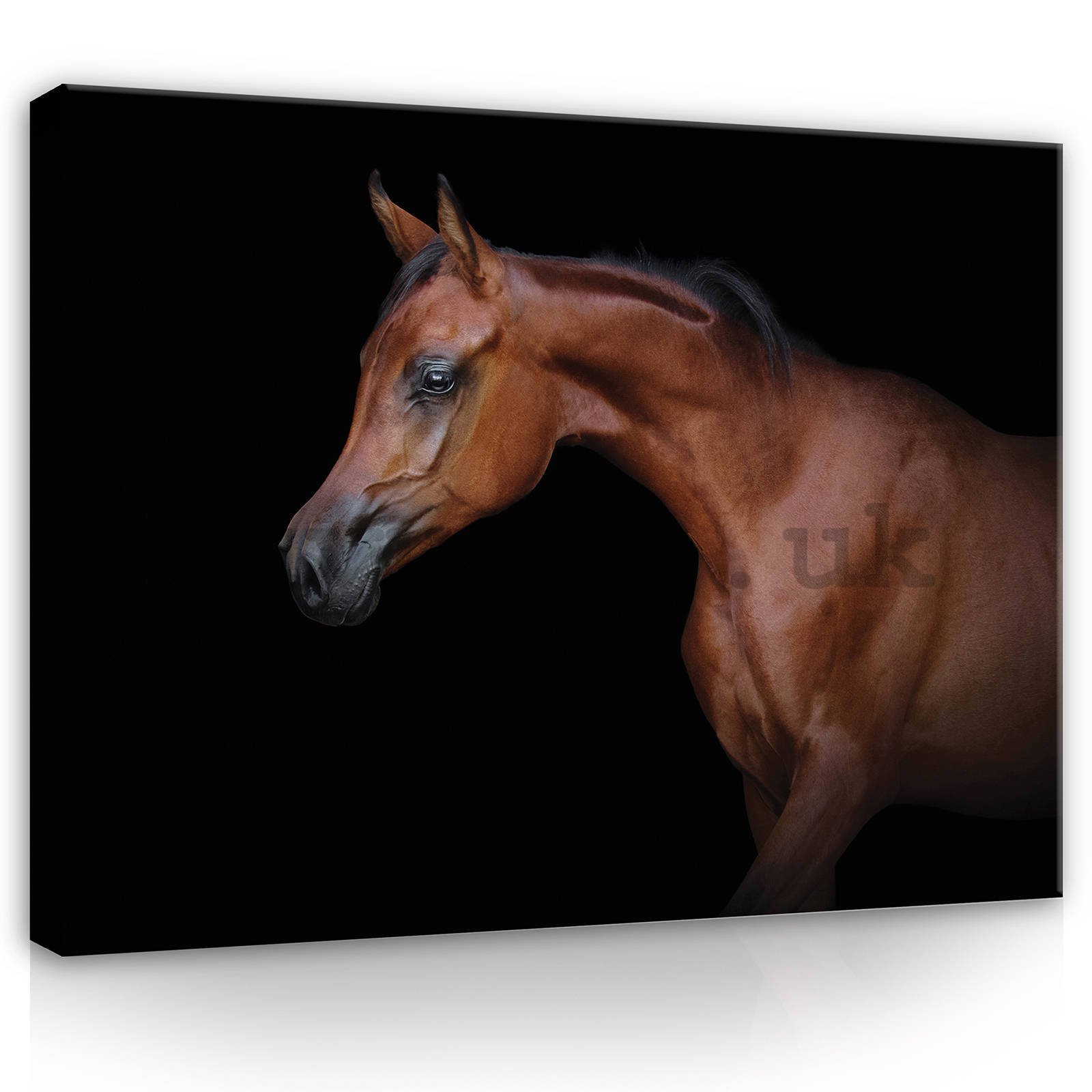 Painting on canvas: Horse (3) - 80x60 cm