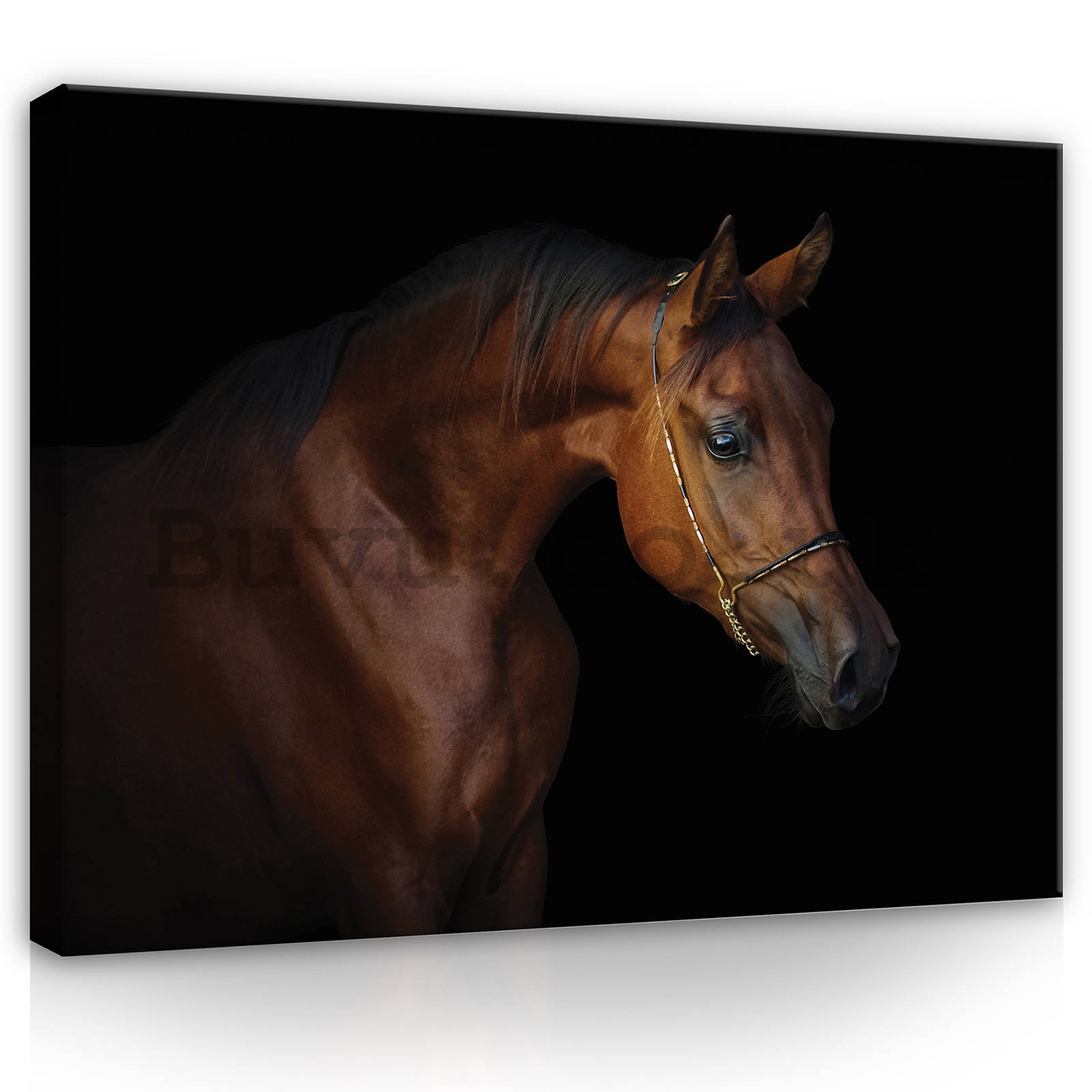Painting on canvas: Horse (4) - 80x60 cm