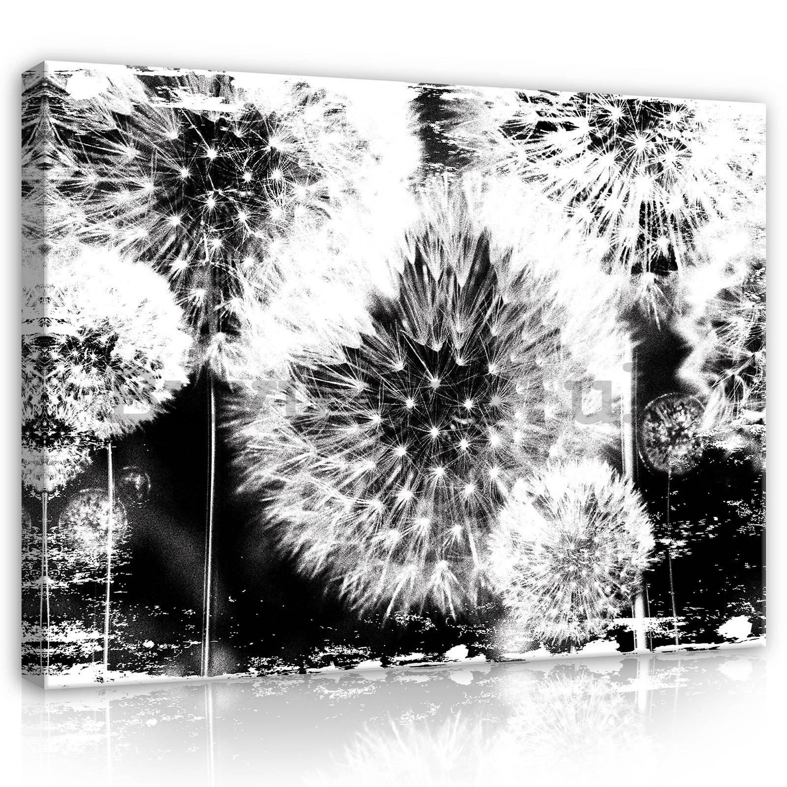 Painting on canvas: Dandelions (black and white) - 80x60 cm