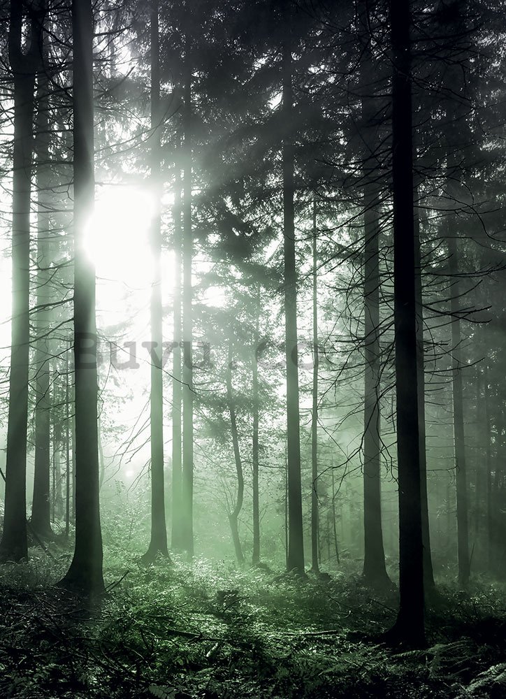 Wall mural: Sunbeams in the green forest - 184x254 cm