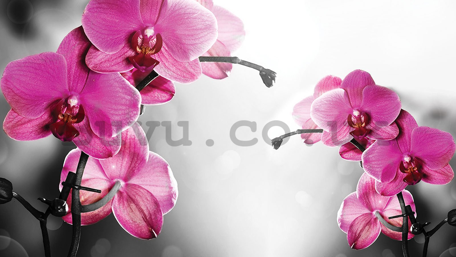 Wall mural vlies: Orchid on grey background - 152,5x104 cm