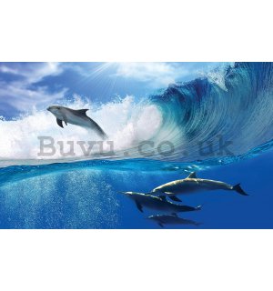 Wall mural vlies: Dolphins - 416x254 cm