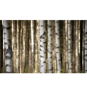 Wall mural vlies: Birch trees (3) - 416x254 cm