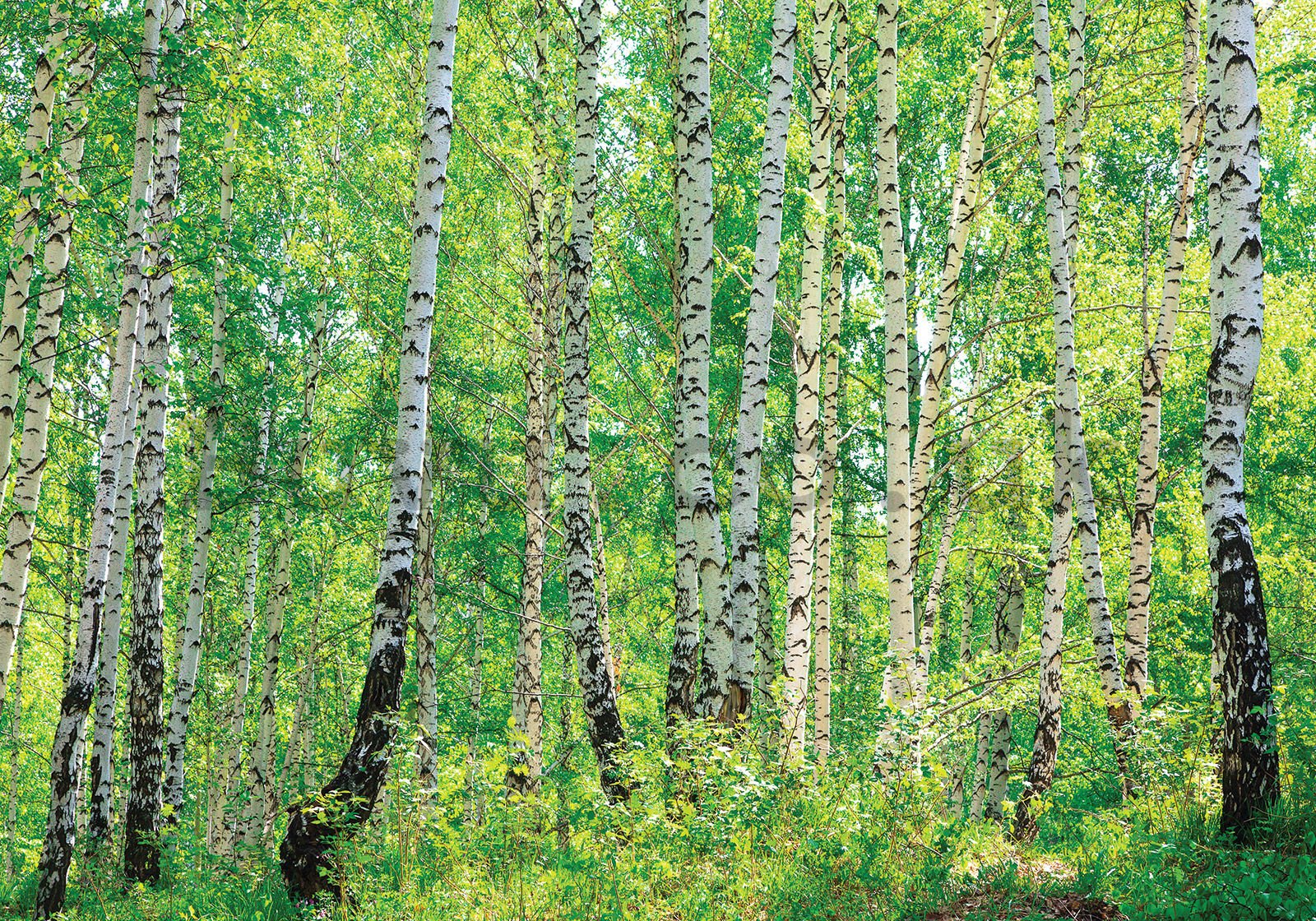 Wall mural vlies: Birch trees (1) - 300x210 cm