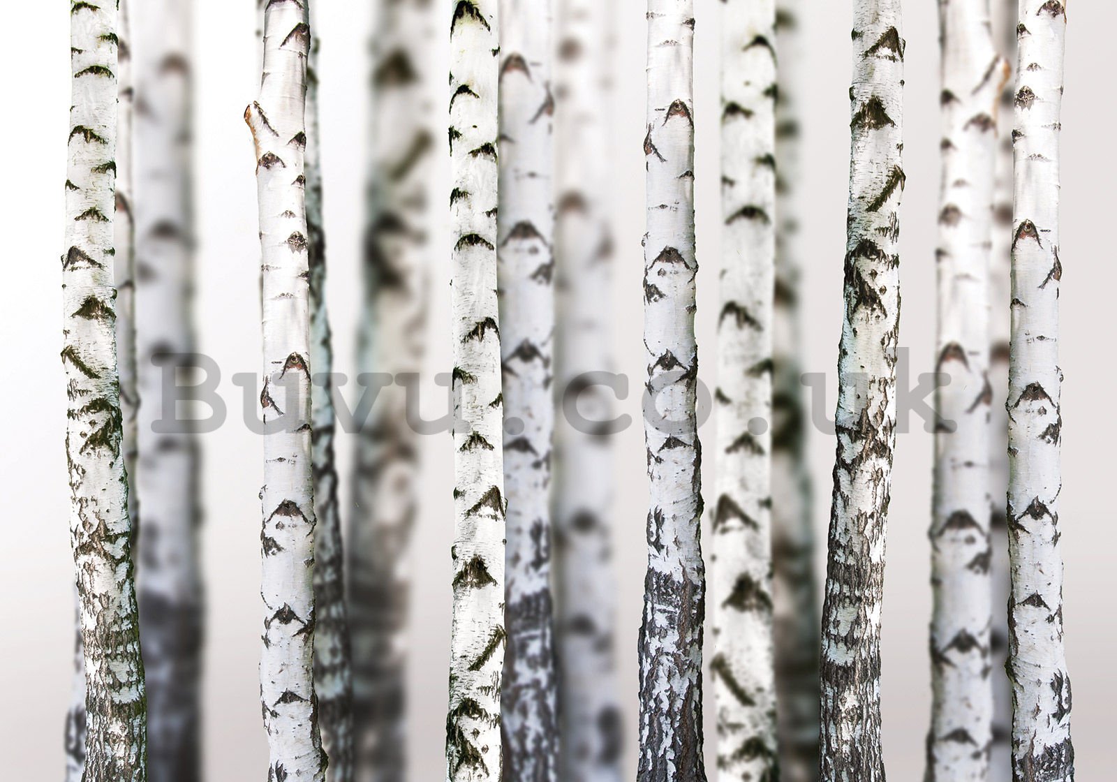 Wall mural vlies: Birch trees (2) - 400x280 cm