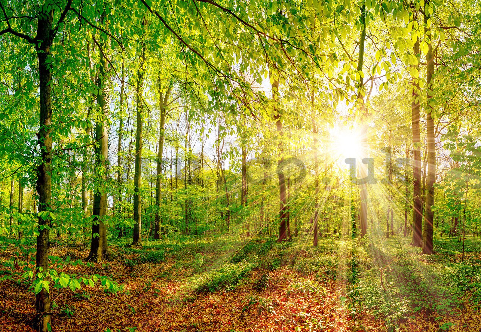 Wall mural vlies: Sun in the forest - 368x254 cm