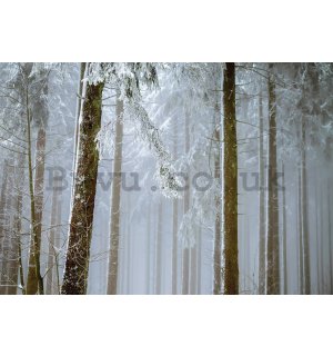 Wall mural vlies: Snow-covered coniferous forest - 254x184 cm