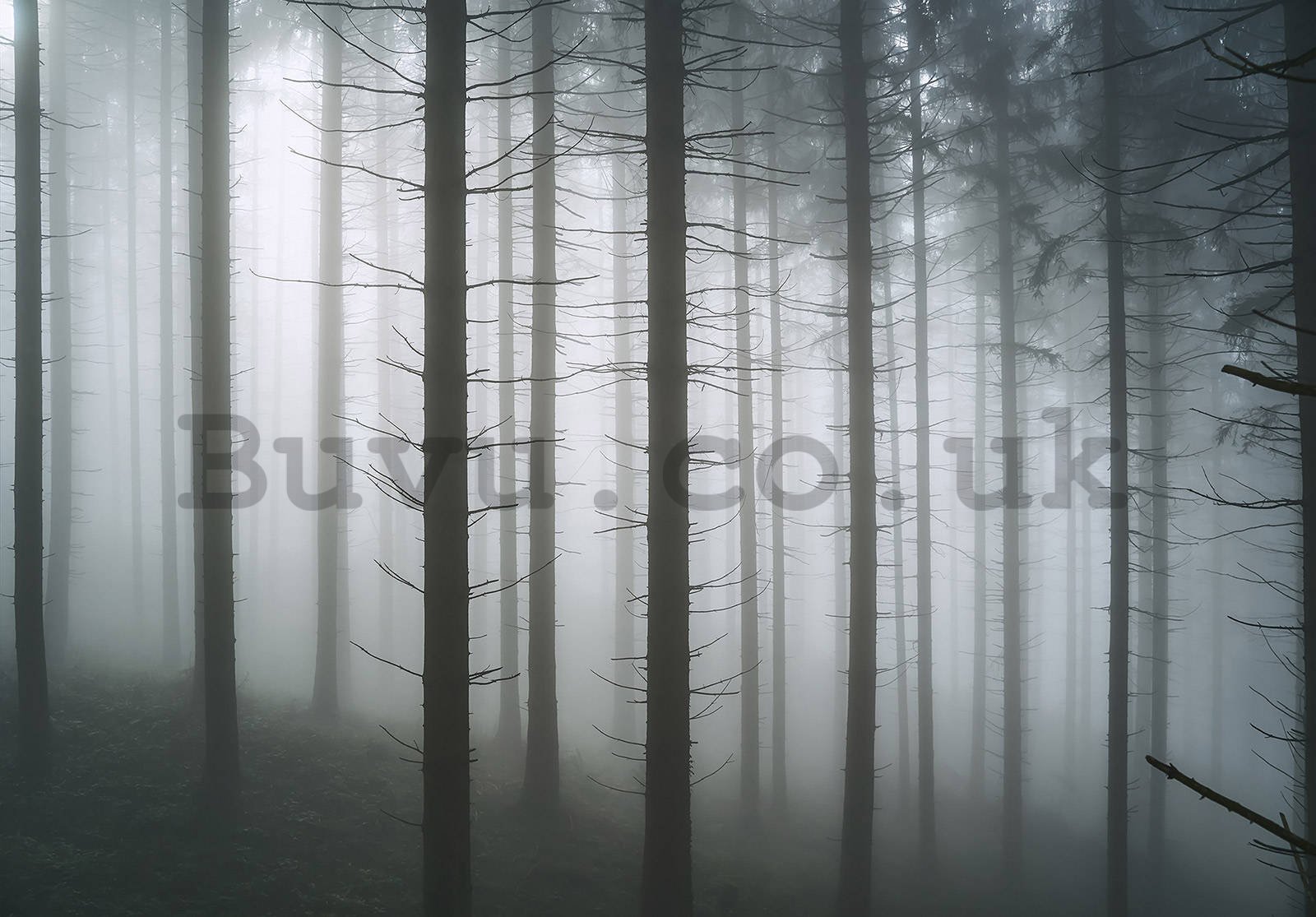 Wall mural vlies: Haunted Forest (1) - 254x184 cm