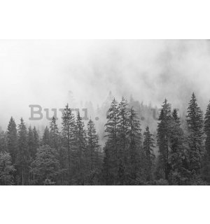 Wall mural vlies: Fog over the black and white forest - 254x184 cm