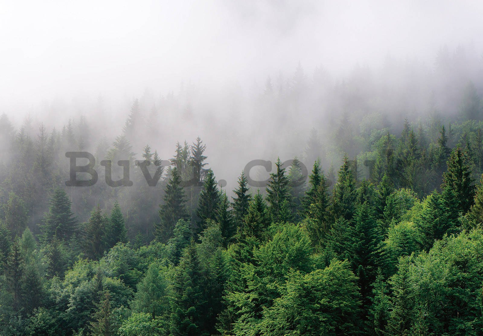 Wall mural vlies: Fog over the forest (2) - 368x254 cm