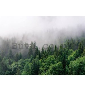 Wall mural vlies: Fog over the forest (2) - 368x254 cm