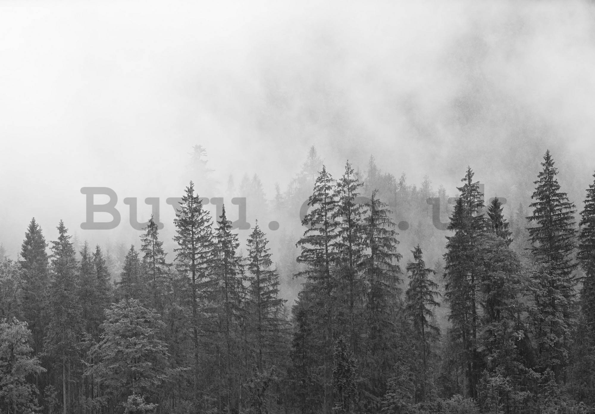 Wall mural vlies: Fog over the black and white forest - 104x70,5 cm