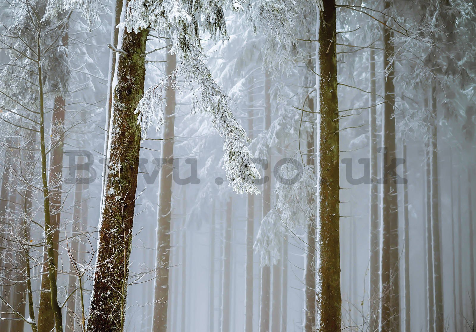 Wall mural vlies: Snow-covered coniferous forest - 416x254 cm