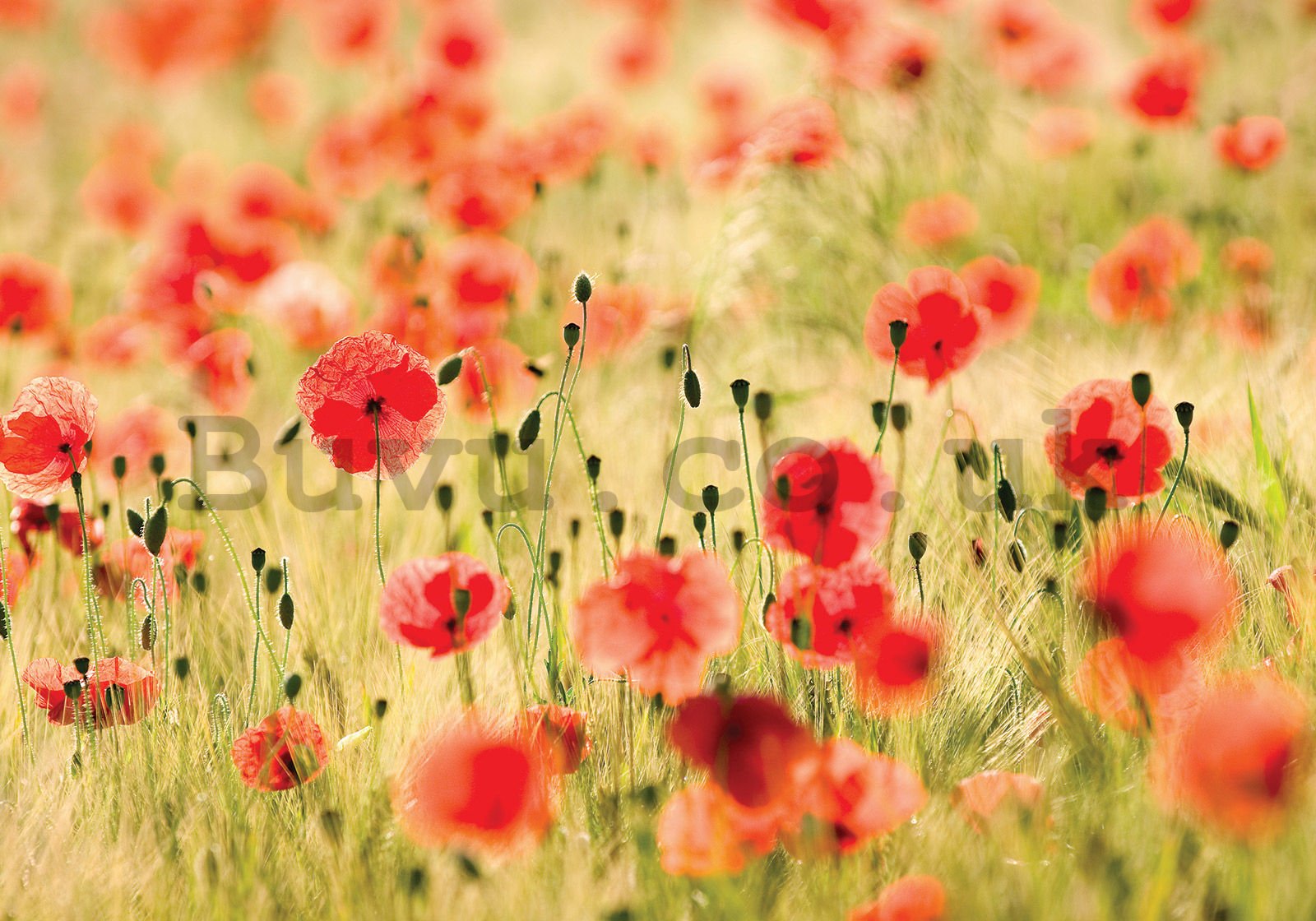 Wall mural vlies: Meadow with poppies - 200x140 cm
