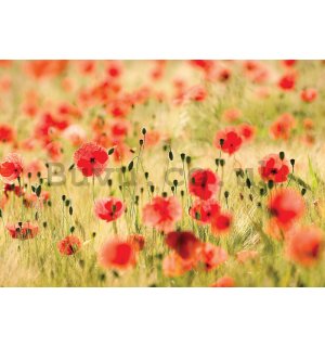 Wall mural vlies: Meadow with poppies - 200x140 cm